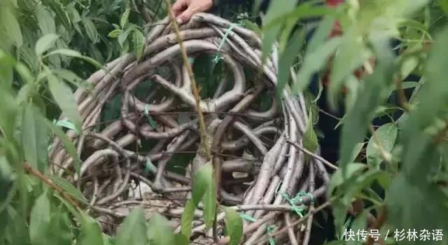  椅子@大爷花10年“种椅子”，一把卖80000！这些文玩在家也能种