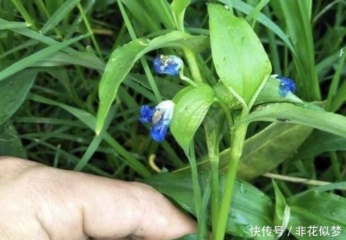  「值钱」此种“野草”不多见，被称为“鸭跖草”，珍贵、值钱，请勿忽视！