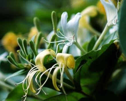  『记住』盆栽金银花，记住“4个”细节，开花开到爆盆，一年爬满阳台