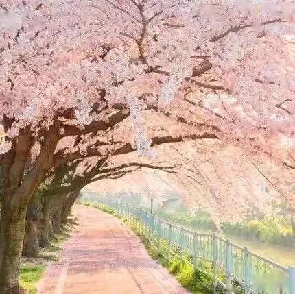  【漫步】春暖花开，谁能陪我漫步这么美的路？