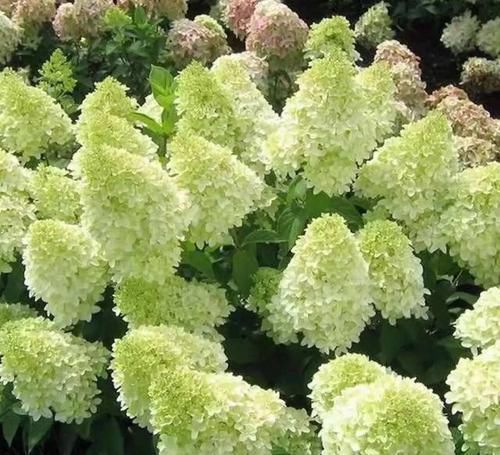  『三角梅』有院子的话，一定养这花，开花大又香！