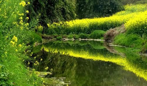  [厉害]油菜花开一片香，青山绿水钓鱼忙，这里的野鲫鳞甲金黄，板得厉害