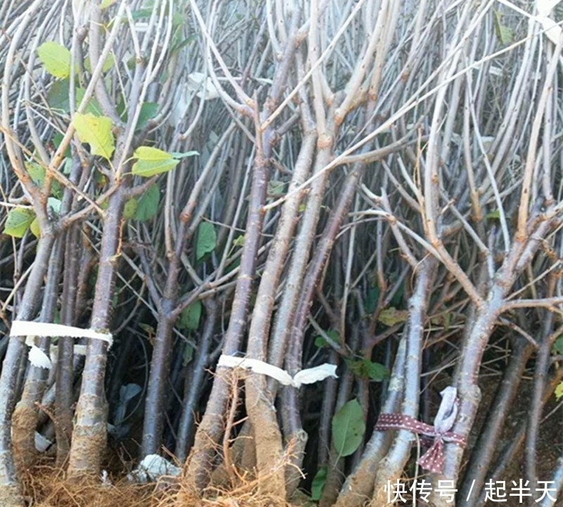  树苗盆栽：开春了，不管阳台大小！建议种这果苗，简单易活，果子随手摘