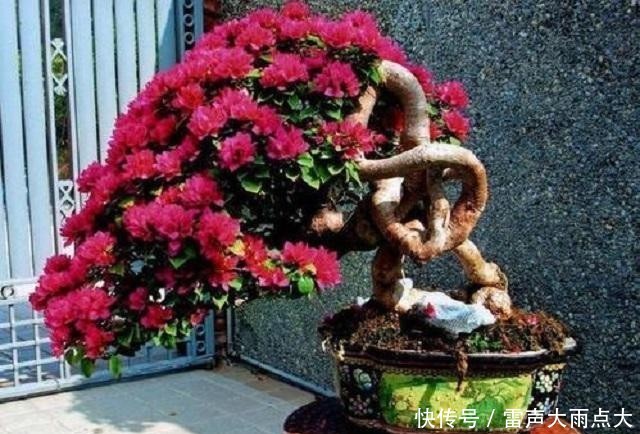 #红艳#家养1棵三角花老桩,枝头开花后红艳诱人,美得晃眼,邻居超羡慕