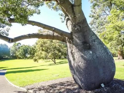  「瓶子树」沙漠里的“生命之树”，能够存2吨水，引进中国后却长