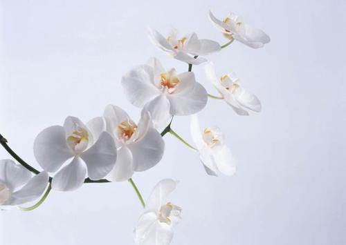  『植物』为什么有人把花朵形容为植物的“面容”它们有什么不一样的呢？
