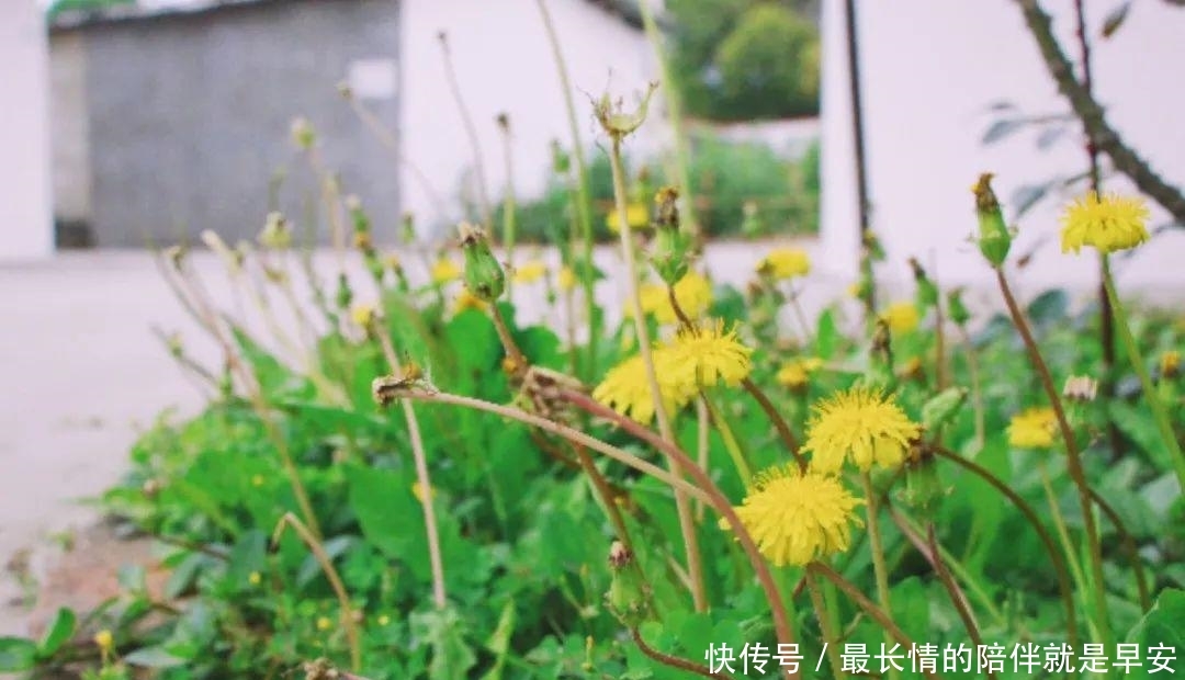「巴掌」【巴巴掌】广汉这个村颜值不一般!村民都是庭院“设计师”~