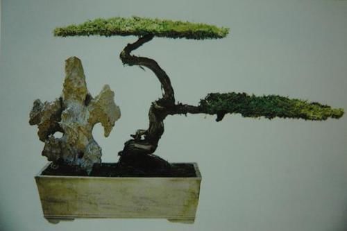  『泰州』泰州盆景的特点，怎么打理？