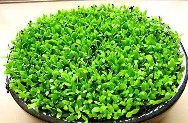  花盆中|好吃的火龙果，一块果肉，1周变别致盆栽，2年结果1大筐