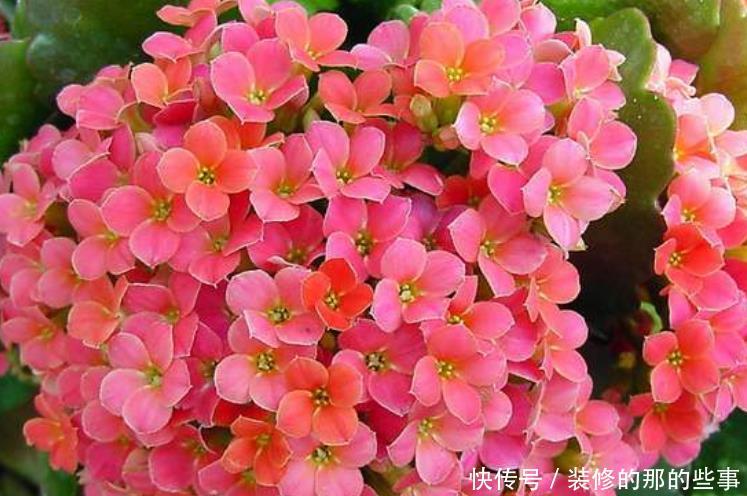 『长寿花』卧室万万要放4种植物,相当于给家里招财,难怪有钱人住富裕