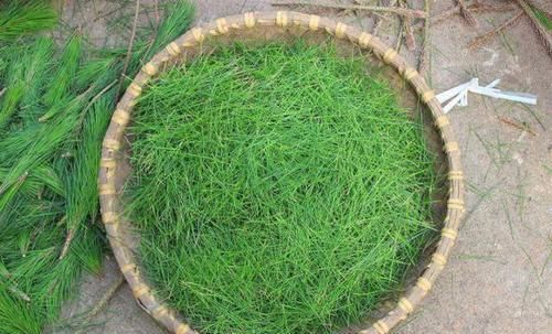 这树的叶子似尖针，以前农民拿它当柴火，现在一斤50元卖高价