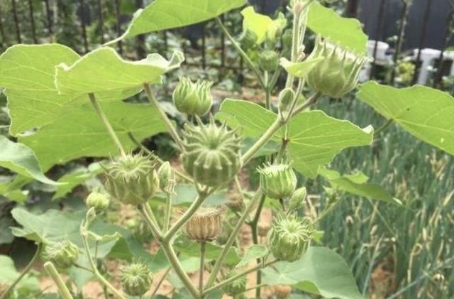  「顽强」在路旁、荒地，有1种顽强的“野草”，被称为“苘麻”，珍贵！