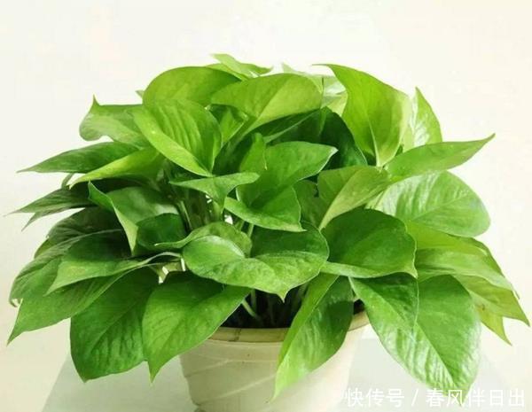 「绿萝」家养绿萝要“注意”,摆在这3个地方有麻烦,不是迷信,影响很大