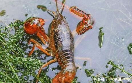 『养殖户』养殖一亩小龙虾就能赚3000元!但新手养殖户更应该关注这些问题!