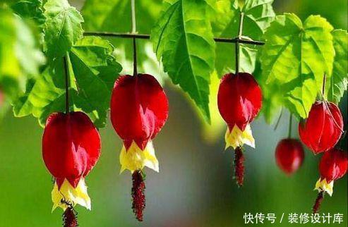  『迷人』喜欢在家中养护花卉，就选择花期长，花色艳丽，迷人的5种花卉