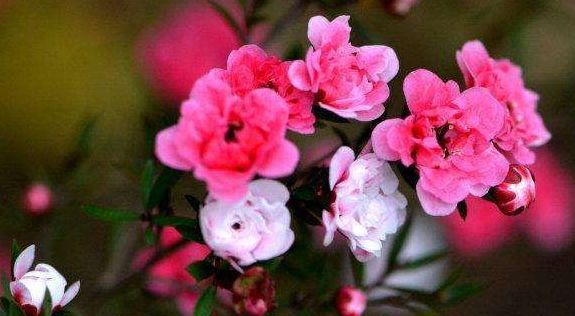  [栀子花]养花就养5种花，好养易活开花爆盆，花期长达300天，阳台变花园