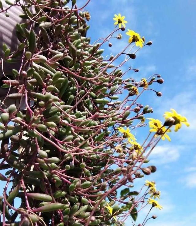  [窜成]18种花，挂窗台窜成绿窗帘，天热了遮阴真凉快！