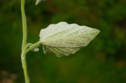 路旁这杂草，如今才知道它价值3元一斤，若除掉它，请勿扔掉