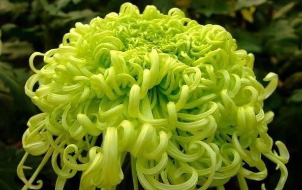  [如丝]此花，花开如丝碧玉，清新淡雅，值得极力推荐！