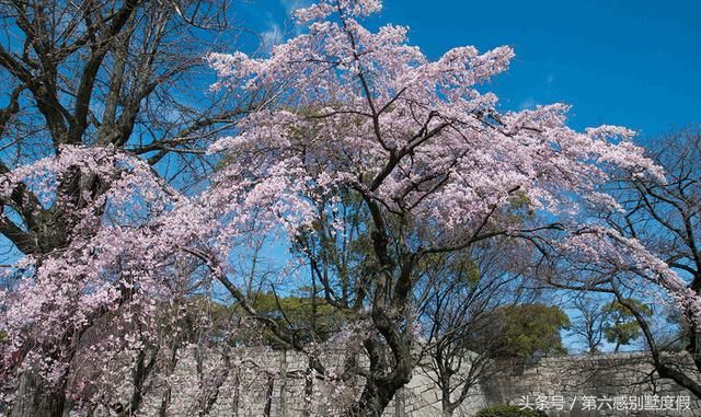 2018日本樱花之旅几月去最合适?最全京都攻略