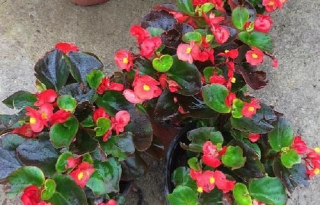  『鲜花』盘点花开四季，花期长达几个月的几种极品鲜花，外形动人还好养活
