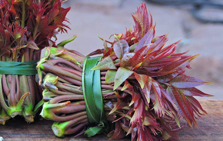  香椿树|城里人来收购香椿树皮1斤50，这树皮有啥用？要卖给他吗