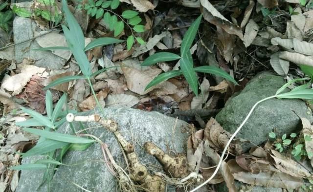  #根茎#别当它是“杂草”，殊不知1斤“20元”，地下块茎珍贵，别