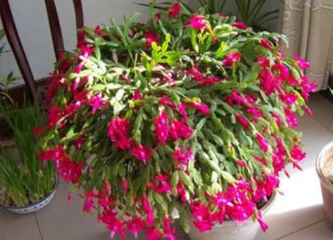  『蟹爪』大姐把“蟹爪兰”养成了圣诞树，一次开花就有上百朵，用了一偏方