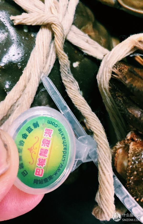 巨石黄金重，蟹肥白玉香--今锦上 阳澄湖大闸蟹试吃体验