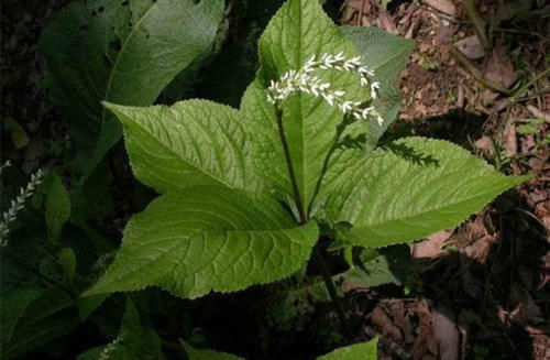  药用价值■农民叫它“四片瓦”，药用价值高作用广，遇见别当杂