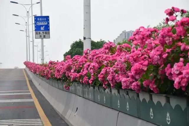  全城@杭州又要让全国人民羡慕啦！103万株月季贯穿全城，有高架已经开了