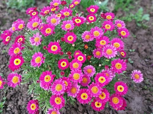 「美艳」喜欢菊花,不如养这四款花,开花稠密又美艳,花朵美丽爆大盆