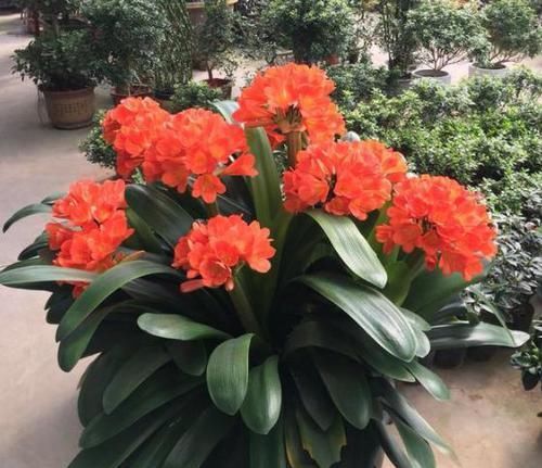  长出花箭■君子兰迟迟不开花？趁早纠正4点，叶子蹭蹭长，花开如绣球