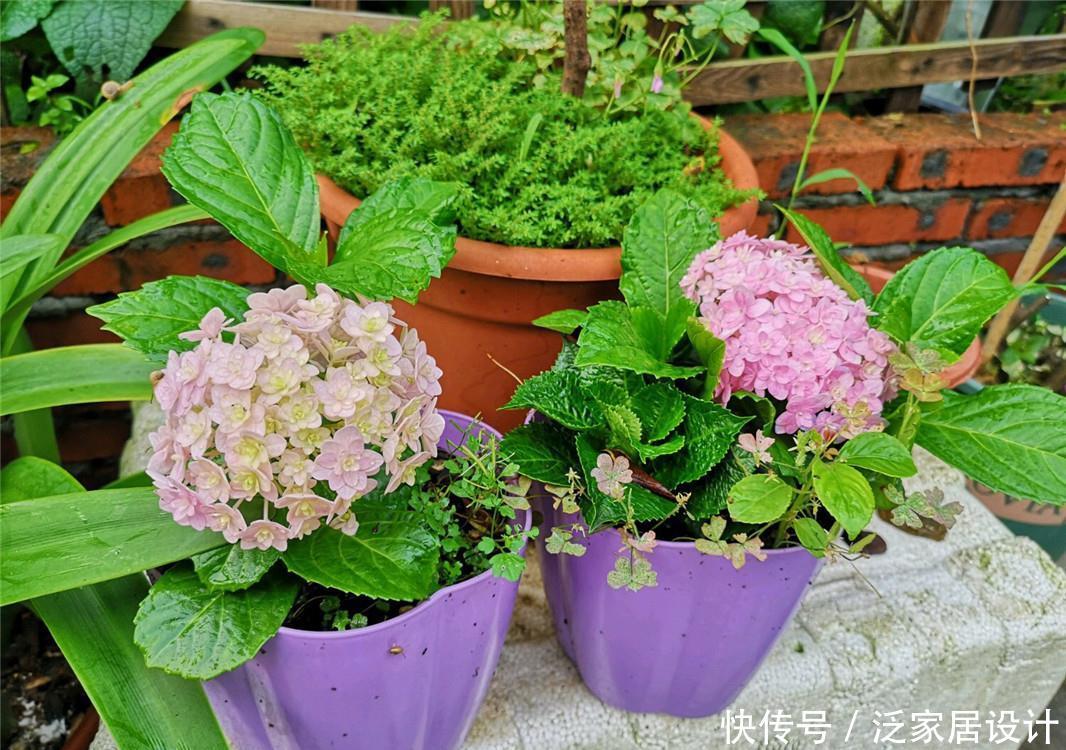  绣球：绣球扦插：1盆变3盆，3盆变9盆，繁殖太快，成活率太高，愁呀！