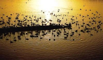 从50只到近万只 白天鹅是如何爱上三门峡的？