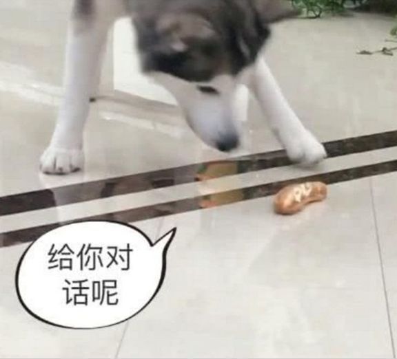  #爆笑#二哈看到地上面包，自导自演爆笑一幕，主人都没脸看了