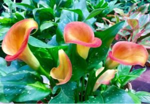 皮实:4种养在室内的“健康花”,皮实还爱开花,空气清新上档次,超美