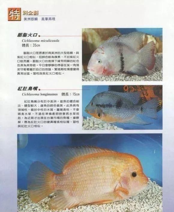  #水族市场上#美洲慈鲷之美，您细品