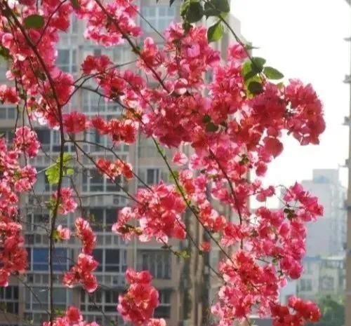  『花期』有院子,一定要养这“7种花”,花量大,花期长,好养又漂亮