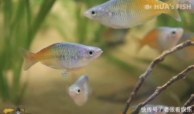 『观赏鱼』别听水族店老板的!连鱼带缸一起买回家,观赏鱼大多活不过27天