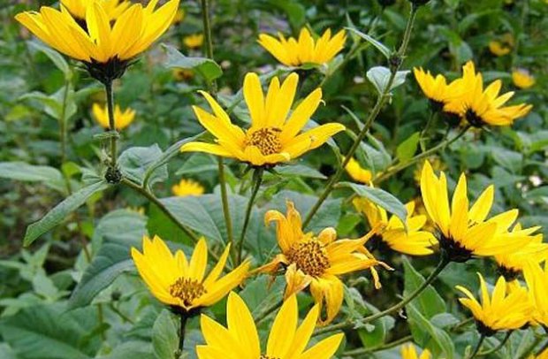  菊芋@菊芋被称为“21世纪人畜共用作物”，农民把它当野花，如今