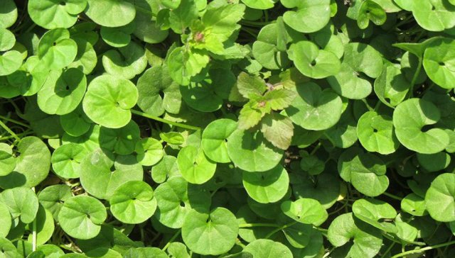  「鸡汤」这种野草深受农村人的喜欢，俗称“雷公根”，炖鸡汤喝