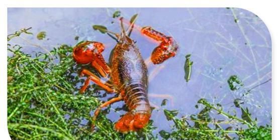  销路：现在农村创业，养殖什么可以不愁销路？推荐几个