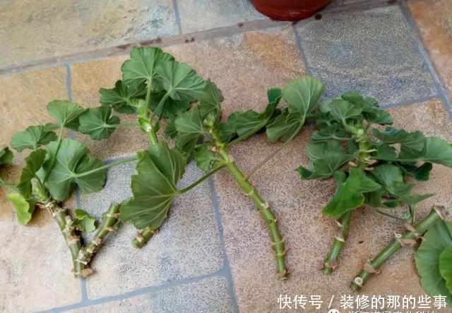 扦插|天竺葵扦插难、成活率低?注意这几点,生根快开花又大又艳