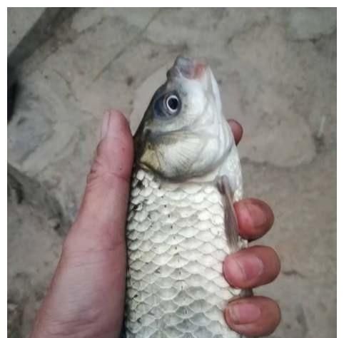 垂钓中■钓鱼中,怎么判断水底鱼钩是否还有饵料?