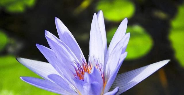  『随便』植物“浇水”学问真大，这几个时间浇水最好，别傻傻随便浇水了！