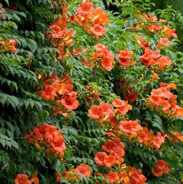  『凌霄花』院子养花千万别错过此花，不仅好看还好闻，一眼望去就是彩色花海