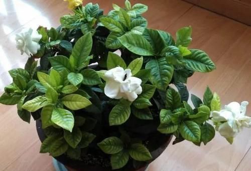  「栀子花」买回来的栀子花剪一剪，不黄叶，枝多花爆盆，香味飘满屋