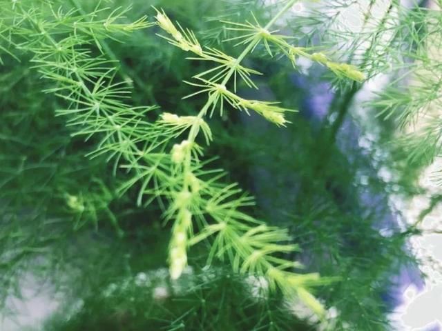  ＂x＂:＂0＂在家自制壮根水，7天浇一次，养出白胖萝卜根！