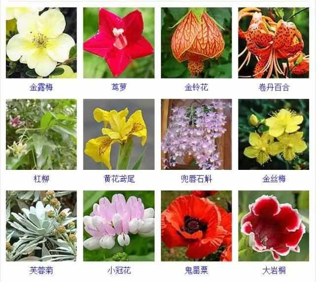  【品种】400种 · 观花植物品种大全，值得收藏